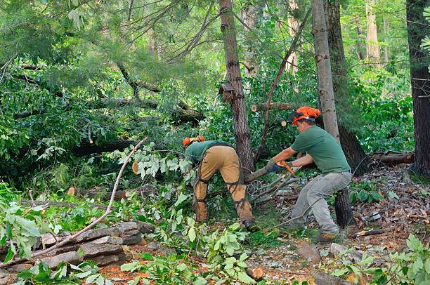 Best Dead Tree Removal  in Mesquite, TX